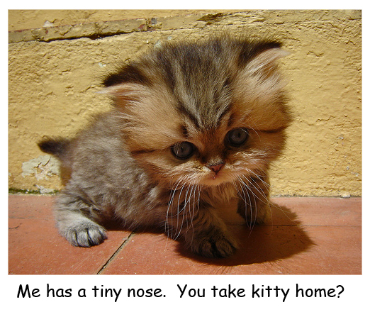 Little Fluffy Kitten