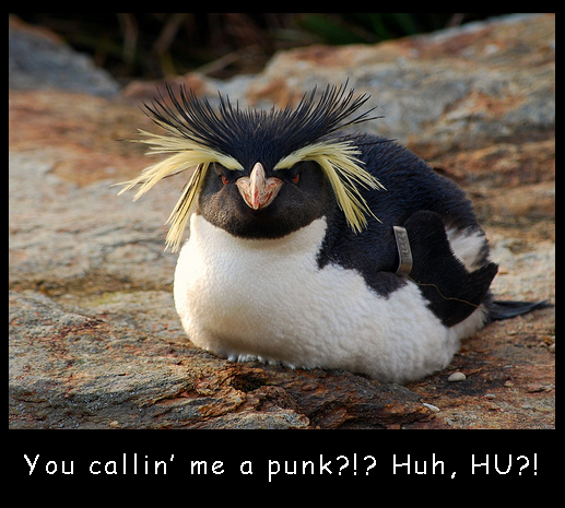 Punk Penguin
