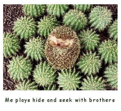 Hedgehog playing