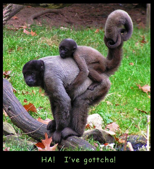 funny images of monkeys. Playing Monkeys