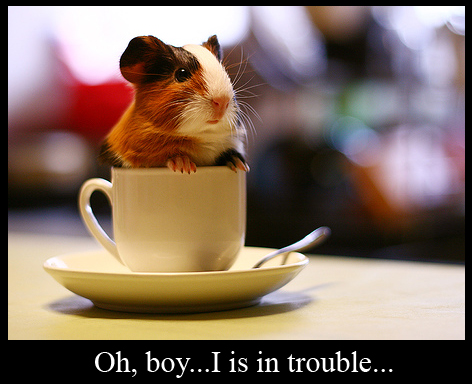 Hamster in a Cup