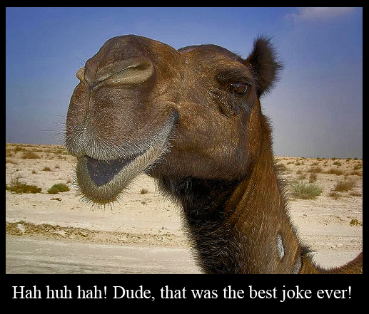 Dork Camel