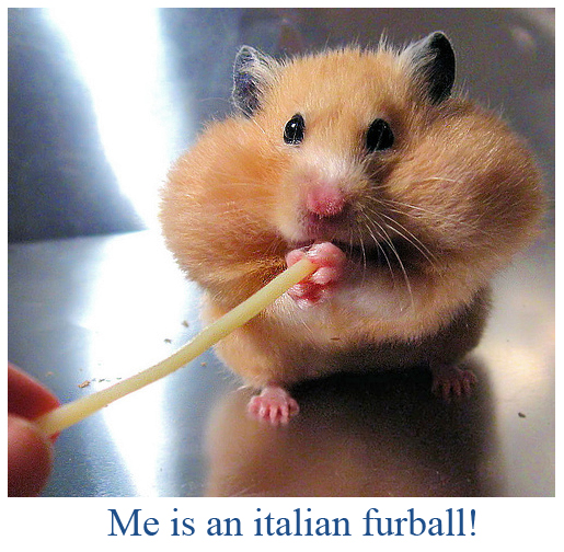Italian Hamster