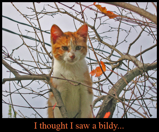 Cat in the Tree