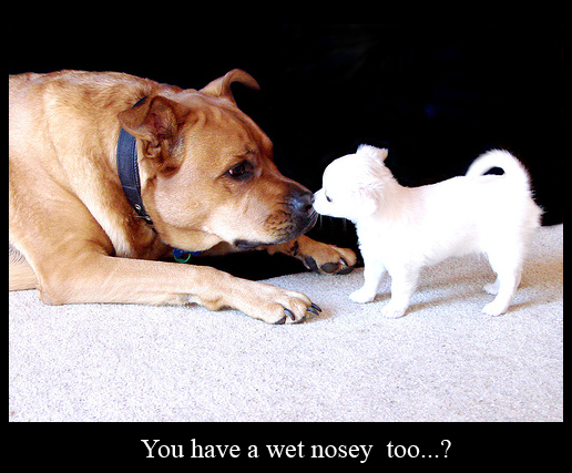 Wet Dog Nose