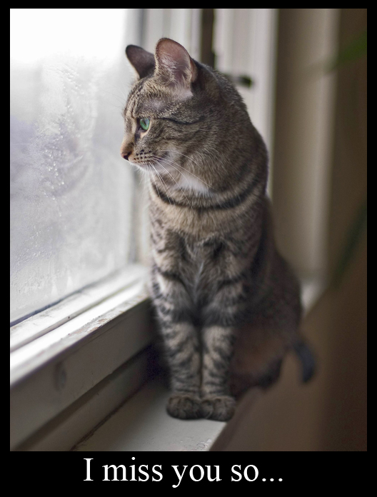 Cat Waiting at the Window 