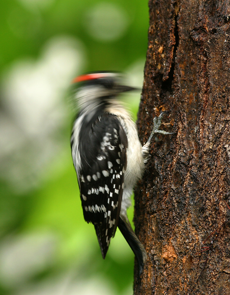 Woodpecker Joke