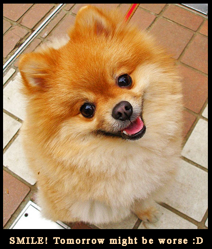Smiling Furry Doggy