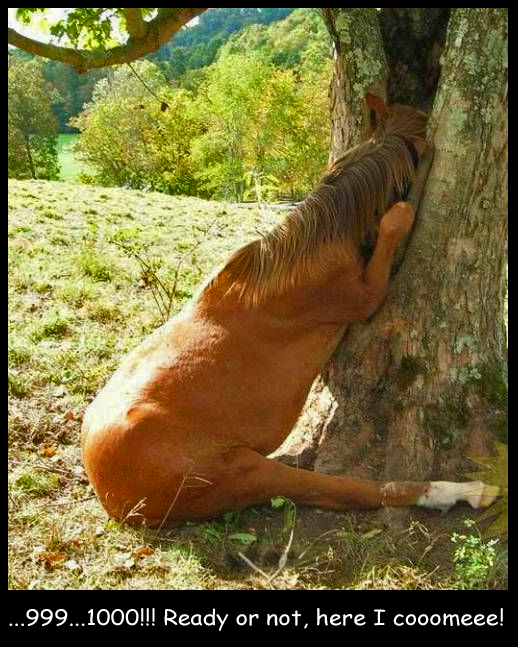 Horsey Playing Hide and Seek