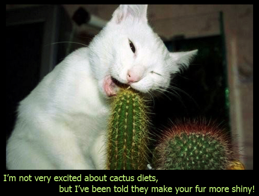 Cat on a Cactus Diet