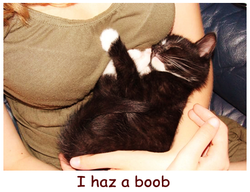 Kitten Has Boobs