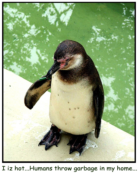 Sad Penguin...