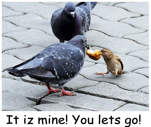 Bird Fight Over Food