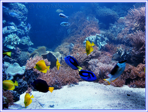 Beautiful Fish Aquarium