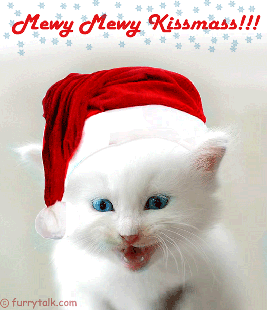 Merry Merry Christmas Kitten