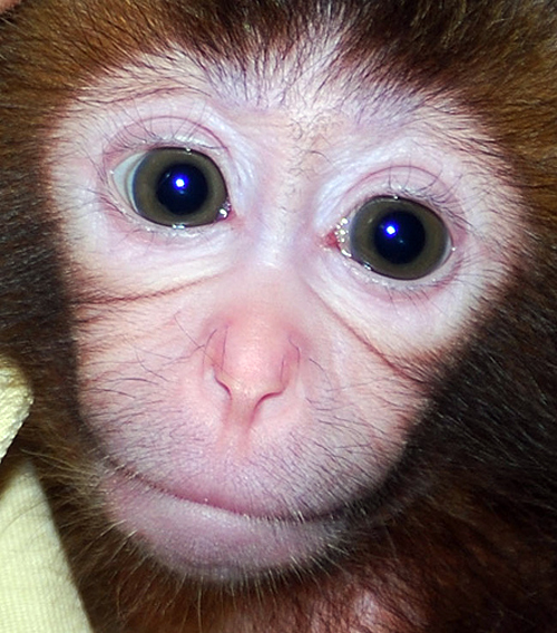 Baby Japanese Monkey