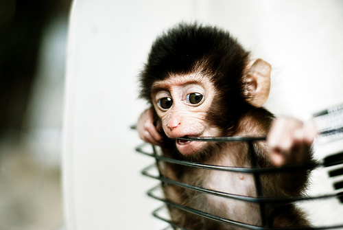 Baby Monkey in a Basket