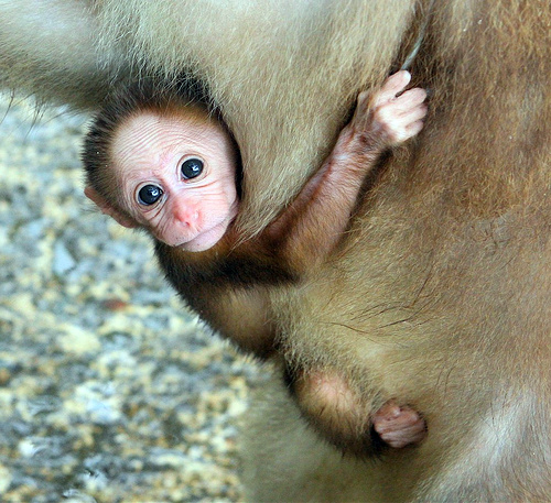 Baby Monkey Holding On