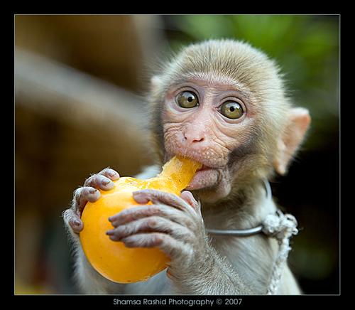 Baby Monkey Eating