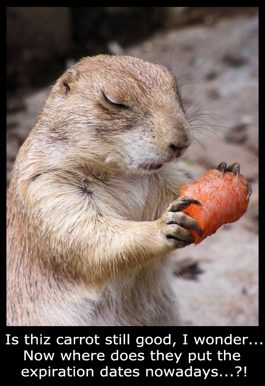 Prairie Dog with a Carrot