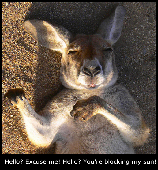 Sun Tanning Kangaroo
