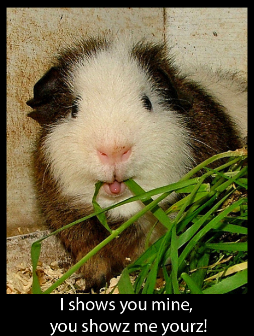 Cheeky Guinea Pig