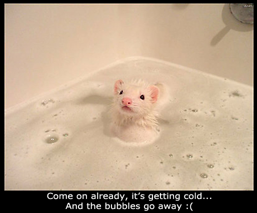 Adorable Animal Taking a Bath - Funny Picture