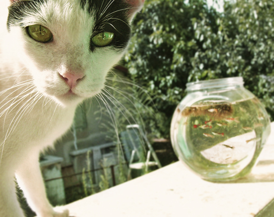 Cat and Fish - Funny Joke and Picture