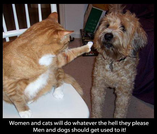 Men and Women, Dogs and Cats - Funny Picture