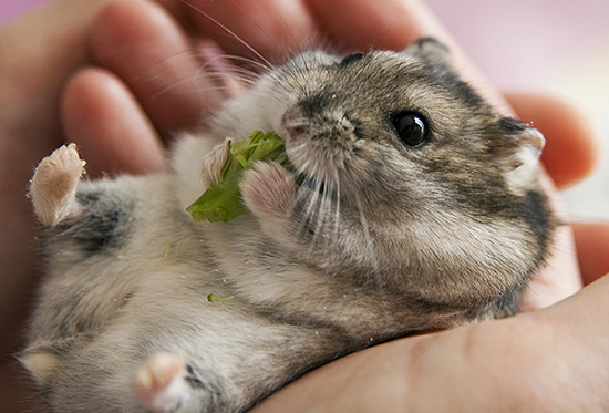 Adorable Hamsters Stuffing Food - Cute and Funny Pictures10