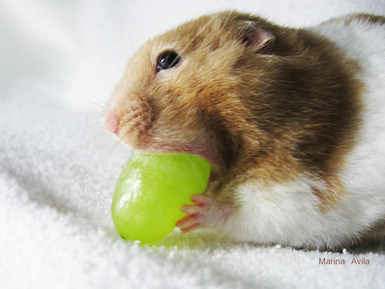 Adorable Hamsters Stuffing Food - Cute and Funny Pictures1