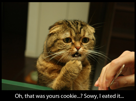 The Cat "Eated" the Cookie - Cute Funny Picture