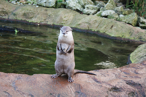 Cute Funny Otter