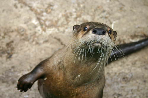 Curious Otter