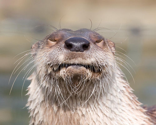Otter Funny Face