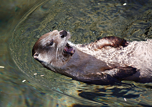 Laughing Otter