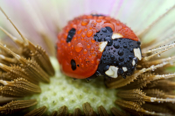 Beautiful Picture of Ladybug in the Morning Dew [picture and quotes]