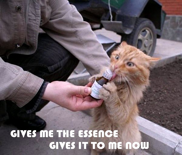 Crazy Cat Needs Bottle NOW [funny photo]