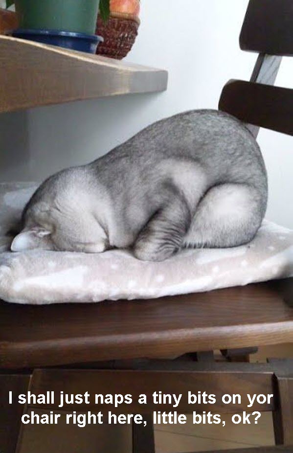 Cute Cat Naps on Your Chair [soft picture]