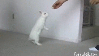 Cute White Bunny Walking on Two Legs [funny gif]