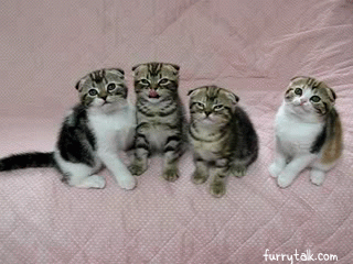 Adorable Scottish Fold Kittens [funny gif]