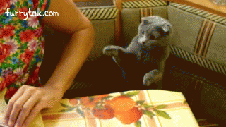 Beautiful Scottish Fold Cat Wants attention [funny gif]