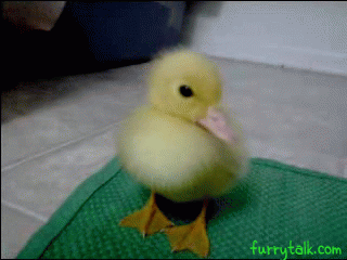 Cute Fluffy Duckling [funny gif]