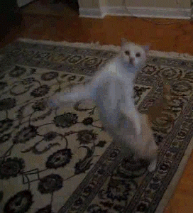 Watch me Dance [funny cat gif]
