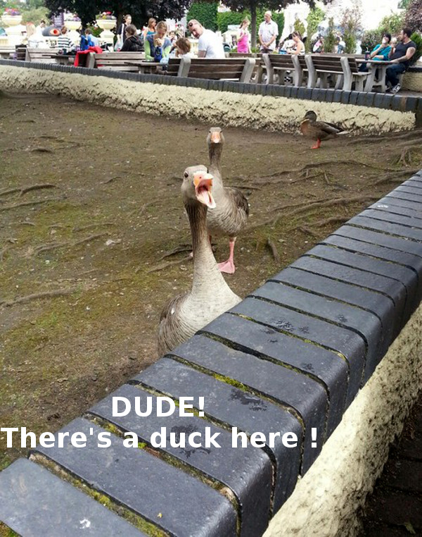 Panicked Goose [funny photo]