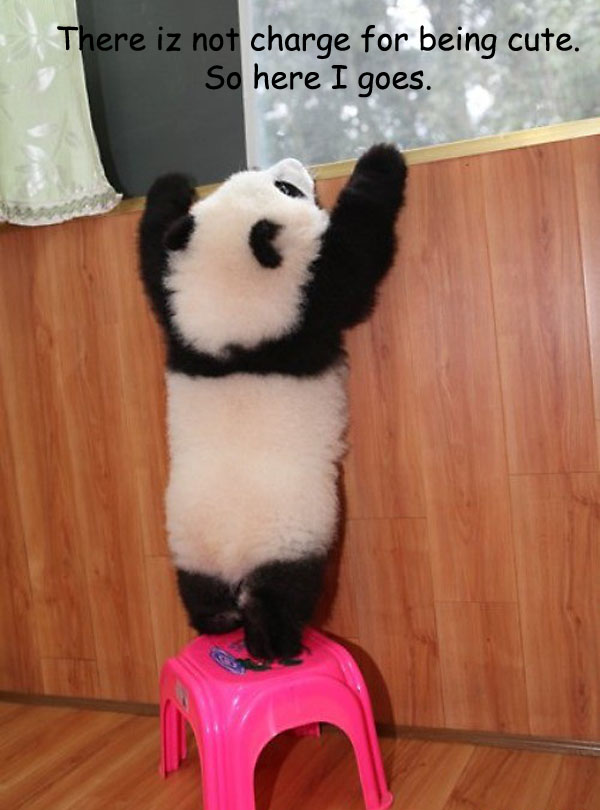 Cutest Panda Cub Photo [fluff alert!]