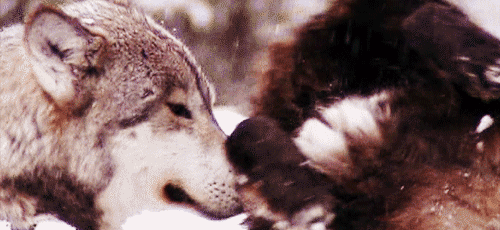 Wolves Enjoy the Snow [cute gif]