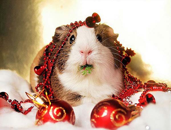 10 Adorable Christmas Animals [beautiful photography]