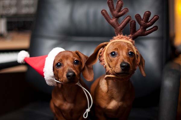 10 Adorable Christmas Animals [beautiful photography]