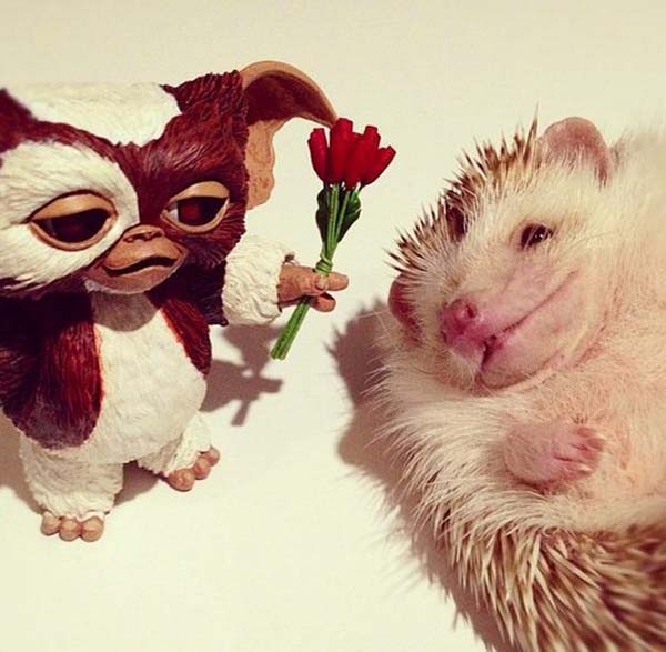 Valentine's Cute Animals [sweet pet photos]